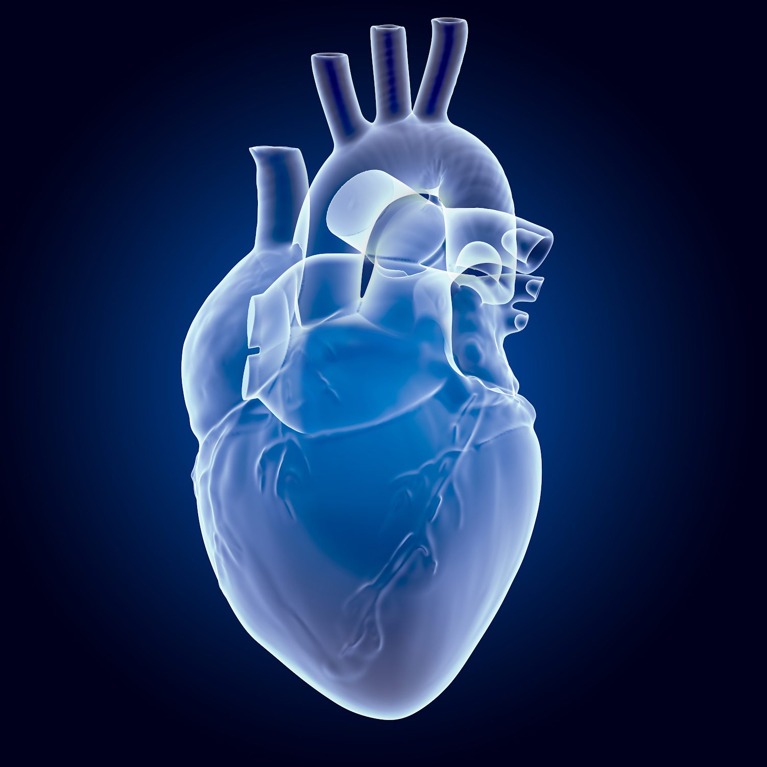 Supports Heart Health
